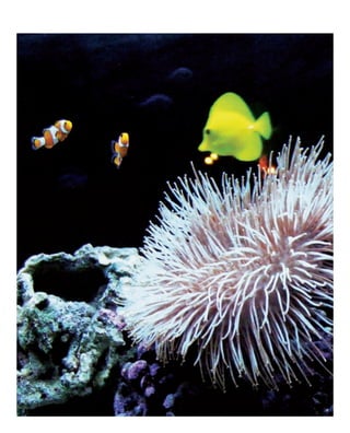 ADn – Aquarium Design 