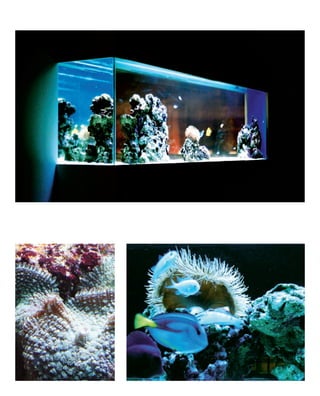 ADn – Aquarium Design 