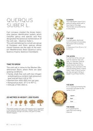 8 | T H E A R T O F C O R K
Carl Linnaeus created the binary taxon-
omy species identification system, which
classifies genus and species and thus
designated the botanical nomenclature of
the cork oak – Quercus Suber L.
The cork oak belongs to a small sub-group
of European and Asian species whose
closest relatives are the oaks of the east-
ern Mediterranean Basin (Quercus cerris,
Quercus trojana, Quercus macrolepis).
TIME TO GROW
The cork oak is native to the Western Me-
diterranean Basin, where there are ideal
growing conditions:
• Sandy, chalk-free soils with low nitrogen
and phosphorus content, high potassium
level and pH from 4.8 to 7.0;
• Rainfall from 400-800 mm per year;
• Temperature from -5º C to 40º C;
• Altitude of 100-300 m.
20 METRES IN HEIGHT | 200 YEARS
The world’s largest cork oak is Portuguese and is registered
in the Guinness Book of Records. It weighs about 102 tons,
and it produces enough cork every nine years to make
10,000 stoppers.
FLOWERS
The male flowers have 4 to 6
greenish yellow petals with a
rosy tinge at the edge.
The females are protected by
a scaly dome.
THE LEAF
It is dark green, denticular
and 5 to 8 pairs of secondary
ribs branch off its winding
midrib.
It measures 2.5 to 10 cm x 1.2
to 6.5 cm.
THE ACORN
It is the fruit of the cork oak
and the seed for new cork
oaks. It is the basic food of
the Black Alentejo Pig, a
native breed for which the
Alentejo cork oak forest is the
natural habitat, where it roams
freely. It eats 10 kg of acorns
per day and gains 60 kg in
weight in just three months.
THE WOOD
It is a good fuel for
open fires and making
charcoal.
THE BARK
It is a covering formed by the
microcells that goes by the
name of cork.
Lignum
Bast
Cork
QUERQUS
SUBER L.
 