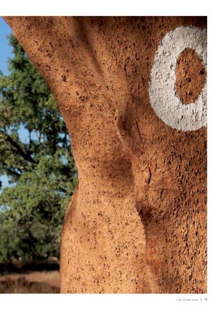 T H E C O R K O A K | 9
 