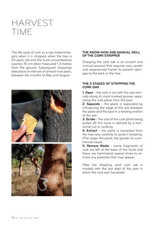 1 0 | T H E A R T O F C O R K
HARVEST
TIME
The life cycle of cork as a raw material be-
gins when it is stripped: when the tree is
25 years old and the trunk circumference
reaches 70 cm when measured 1.3 metres
from the ground. Subsequent strippings
take place at intervals of at least nine years,
between the months of May and August.
THE KNOW-HOW AND MANUAL SKILL
OF THE CORK STRIPPER
Stripping the cork oak is an ancient and
manual process that requires very careful
and experienced hands to prevent dam-
age to the bark or the tree.
THE 5 STAGES OF STRIPPING THE
CORK OAK
1. Open - the cork is cut with the axe verti-
cally along its most marked groove, sepa-
rating the cork plank from the bast.
2. Separate - the plank is separated by
introducing the edge of the axe between
the plank and the bast in a twisting motion
of the axe.
3. Scribe - the size of the cork plank being
pulled off the trunk is defined by a hori-
zontal cut or scribing.
4. Extract - the plank is harvested from
the tree very carefully to avoid it breaking.
(The larger the plank, the greater its com-
mercial value).
5. Remove Waste - some fragments of
cork are left at the base of the trunk and
these are hammered several times to re-
move any parasites that may appear.
After the stripping, each cork oak is
marked with the last digit of the year in
which the cork was harvested.
 