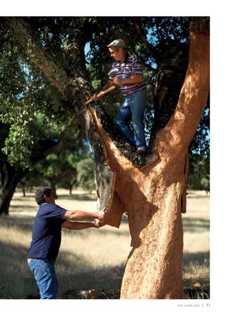 T H E C O R K O A K | 1 1
 