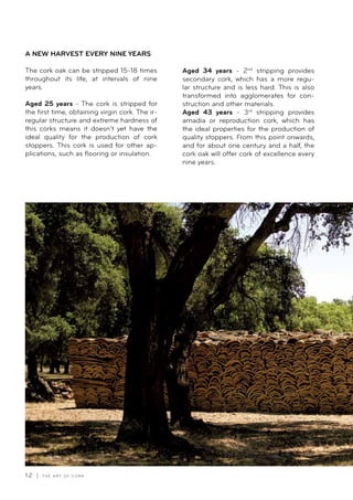 1 2 | T H E A R T O F C O R K
A NEW HARVEST EVERY NINE YEARS
The cork oak can be stripped 15-18 times
throughout its life, at intervals of nine
years.
Aged 25 years - The cork is stripped for
the first time, obtaining virgin cork. The ir-
regular structure and extreme hardness of
this corks means it doesn’t yet have the
ideal quality for the production of cork
stoppers. This cork is used for other ap-
plications, such as flooring or insulation.
Aged 34 years - 2nd
stripping provides
secondary cork, which has a more regu-
lar structure and is less hard. This is also
transformed into agglomerates for con-
struction and other materials.
Aged 43 years - 3rd
stripping provides
amadia or reproduction cork, which has
the ideal properties for the production of
quality stoppers. From this point onwards,
and for about one century and a half, the
cork oak will offer cork of excellence every
nine years.
 