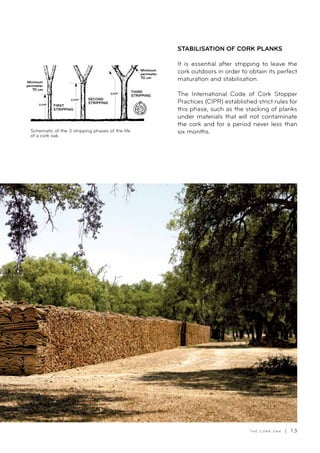 T H E C O R K O A K | 1 3
STABILISATION OF CORK PLANKS
It is essential after stripping to leave the
cork outdoors in order to obtain its perfect
maturation and stabilisation.
The International Code of Cork Stopper
Practices (CIPR) established strict rules for
this phase, such as the stacking of planks
under materials that will not contaminate
the cork and for a period never less than
six months.Schematic of the 3 stripping phases of the life
of a cork oak.
Minimum
perimeter
70 cm
Minimum
perimeter
70 cm
THIRD
STRIPPING
SECOND
STRIPPING
FIRST
STRIPPING
2,0XP
2,5XP
3,0XP
 