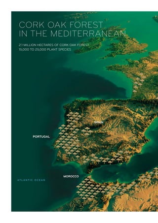 2.1 MILLION HECTARES OF CORK OAK FOREST
15,000 TO 25,000 PLANT SPECIES
CORK OAK FOREST
IN THE MEDITERRANEAN
PORTUGAL
SPAIN
MOROCCO
AT L A N T I C O C E A N
 