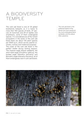 2 6 | T H E A R T O F C O R K
A BIODIVERSITY
TEMPLE
The cork oak forest is one of 35 global
biodiversity hotspots, as it is home to
more than 160 species of birds, 37 spe-
cies of mammals and 24 of reptiles and
amphibians, some of them endangered
species. It is considered one of the richest
ecosystems in the world. In the cork oak
forest there are about 135 plant species
per 1000 sq.m., which can be used for ar-
omatic, culinary and medicinal purposes.
The crown of the cork oak forest is the
perfect shelter during nesting seasons.
The imperial eagle (Aquila adalberti), the
short-toed eagle (Circaettus gallicus), the
booted eagle (Hierattus pennatus) and
Bonnelli’s eagle (Hierattus fasciatus), all of
them endangered, nest in cork oak forests.
The cork oak forest is the
preferred habitat of the
Iberian lynx (Lynx pardinus),
the most endangered feline
worldwide, and the wildcat
(Felis sylvestris).
 