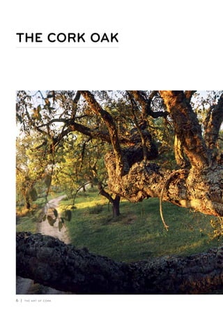 6 | T H E A R T O F C O R K
THE CORK OAK
 