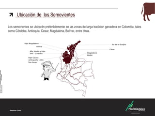 Ubicación de los Semovientes

Los semovientes se ubicarán preferiblemente en las zonas de larga tradición ganadera en Colombia, tales
como Córdoba, Antioquia, Cesar, Magdalena, Bolívar, entre otras.
 