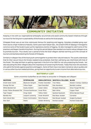 COMMUNTIY INITIATIVE
Keeping in line with our organizational philosophy we promote and assist community based initiatives through
our tours for the long term sustainability of the forests as well as the local people.

Chilapata forest was at one time notoriously famous for poaching and logging. Outsiders dreaded going over
there due to a high incidence of dacoity. Some years back Kalyan Das , the present DFO of Jalpaiguri managed to
convince some of the locals to give up the regressive practice of logging. He also managed to catch some of the
poachers and began transforming them. During this period Kalyan Das assisted one local to setup cottages so as
to promote tourism. Thus slowly over a period of time the local villagers started warming up to the concept of
tourism and started protecting the forests of Chilapata.

Similarly in Ultapani few of the local youth came together to protect their natural treasure. The youth understood
that for their secure future the forests needed to be protected, that their well being was interlinked with that of
the forest. This step led them to getting organized in the form of an NGO for not only protecting the forests but
also educating the other villagers about the importance of conserving the forests. Today they have 50 volunteers
who patrol the forests against poachers and loggers. Some of them have now been trained as nature guides and
in various other tourism related activities, giving them an opportunity to earn income from alternative sources.

                                                 BUTTERFLY LIST
               Some uncommon butterflies we are likely to encounter in Chilapata and Ultapani

SKIPPERS                     NYMPHALIDS           SWALLOWTAILS        WHITES & YELLOWS     BLUES
Small Green Awlet            Blackvein Sergant    Fivebar Swordtail   Tree Yellow          Western Centaur Oakblue
Orange-T Awl
        ail                  Yellow Rajah         Spot Swordtail      Pale Wanderer        Banded Lineblue
White Banded Awl             Dusky Diadem         Lesser Zebra        Stripped Albatross   Silver Forget-Me-Not
Dusky Yellow-Breasted Flat Chinese Bushbrown      Great Mime          Bath White           Copper Flash
Tiger Hopper                 Dingy Sailer         Yellow Helen        Spotted Sawtooth     White-Banded Royal
Banded Ace                   Leopard Lacewing     Great Windmill      Red-Base Jezebel     Cornelian
Dark Velvet Bob              Green Commodore      Paris Peacock       Red-Breast Jezebel   Angled Sunbeam
Wax Dart                     Pasha                Golden Birdwing     Painted Jezebel      Pointed Ciliate Blue




 www.kipepeo.in                                                                                                   2
 