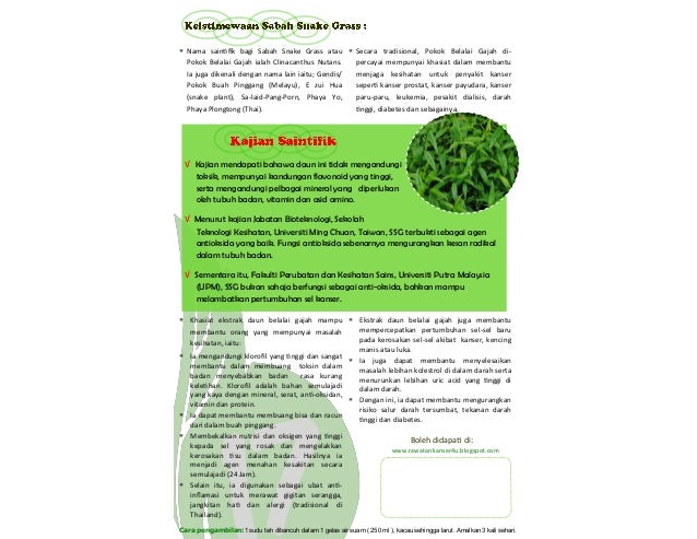 Sabah Snake Grass --> info