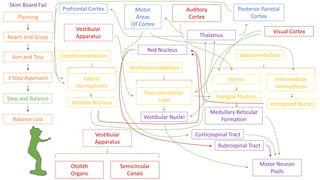 Schema- Neural Basis of Human Movement | PPTX