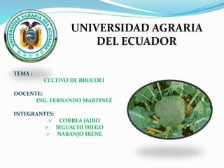 UNIVERSIDAD AGRARIA
DEL ECUADOR
TEMA :
CULTIVO DE BROCOLI
DOCENTE:
ING. FERNANDO MARTINEZ
INTEGRANTES:
 CORREA JAIRO
 SIGUACHI DIEGO
 NARANJO IRENE
 
