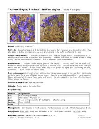 * Harvest (Elegant) Brodiaea – Brodiaea elegans

( bro-DEE-uh El-eh-ganz)

Family: Liliaceae (Lily Family)
Native to: Coastal ranges of N. & Central CA, Sierras and San Francisco area to southern OR. May
also occur in S. CA; on grassy slopes, open prairies, and rocky bluffs overlooking the sea.

herbaceous perennial bulb mature height: 1-2 ft. mature width: <1 ft.
Perennial that dies back to the bulb after flowering.
Mounds of narrow, strap-like leaves in early
spring - wither and die before flowering. Bulb is less than ½ inch in diameter.

Growth characteristics:

Blooms when native grasses are drying - usually May-June or even July.
Numerous showy blue-purple flowers borne on a slender stalk. Flowers are funnel-form and look
rather like lily flowers. Color varies from very dark purple to light pink depending on site,
conditions.
Bulbs can be baked and eaten.

Blooms/fruits:

Uses in the garden: Extremely showy addition to a native grass garden or rock garden. Use in pots
or along paths for a spot of bright purple color. Easy to grow and dependable in most gardens.
Plants will naturally increase from bulbs and seeds.
Lovely massed in the front of mixed beds.
Makes a good cut flower.

Sensible substitute for: Non-native bulbs.
Attracts: Nectar source for butterflies.
Requirements:
Element
Sun
Soil
Water
Fertilizer
Other

Requirement

Full sun to part shade,
Clays best. Any local pH.
Needs spring water; let dry out (Zone 1) after flowering.
None needed.

Management:

Easy to grow in most gardens. Plants may need support.

Thin bulbs every 3-5 yrs.

Propagation: from seed: easy with fresh seed in fall. Three years to flower

by bulbs: easy

Plant/seed sources (see list for source numbers): 5, 8, 18

1/29/11

* Native to CA but not to Western L.A. Co.

© Project SOUND

 
