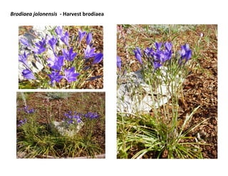 Brodiaea jolonensis - Harvest brodiaea

 