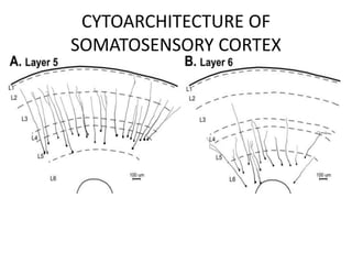 CYTOARCHITECTURE OF
SOMATOSENSORY CORTEX
 
