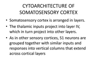 CYTOARCHITECTURE OF
SOMATOSENSORY CORTEX
• Somatosensory cortex is arranged in layers.
• The thalamic inputs project into layer IV,
which in turn project into other layers.
• As in other sensory cortices, S1 neurons are
grouped together with similar inputs and
responses into vertical columns that extend
across cortical layers
 