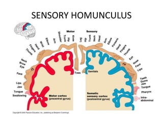 SENSORY HOMUNCULUS
 