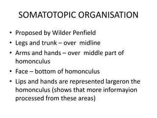 SOMATOTOPIC ORGANISATION
• Proposed by Wilder Penfield
• Legs and trunk – over midline
• Arms and hands – over middle part of
homonculus
• Face – bottom of homonculus
• Lips and hands are represented largeron the
homonculus (shows that more informayion
processed from these areas)
 