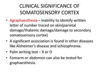 CLINICAL SIGNIFICANCE OF
SOMATOSENSORY CORTEX
• Agraphaesthesia – inability to identify written
letter of number traced on skin(parietal
damage/thalamic damage/damage to secondary
somatosensory cortex)
• A significant association is found in other diseases
like Alzheimer’s disease and schizophrenia.
• Palm writing test – X or O
• Forearm or abdomen can also be tested for
graphaesthesia.
 