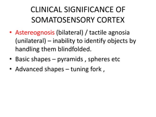 CLINICAL SIGNIFICANCE OF
SOMATOSENSORY CORTEX
• Astereognosis (bilateral) / tactile agnosia
(unilateral) – inability to identify objects by
handling them blindfolded.
• Basic shapes – pyramids , spheres etc
• Advanced shapes – tuning fork ,
 