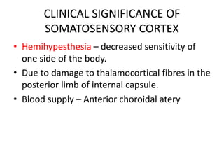 CLINICAL SIGNIFICANCE OF
SOMATOSENSORY CORTEX
• Hemihypesthesia – decreased sensitivity of
one side of the body.
• Due to damage to thalamocortical fibres in the
posterior limb of internal capsule.
• Blood supply – Anterior choroidal atery
 