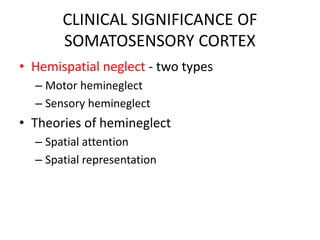 CLINICAL SIGNIFICANCE OF
SOMATOSENSORY CORTEX
• Hemispatial neglect - two types
– Motor hemineglect
– Sensory hemineglect
• Theories of hemineglect
– Spatial attention
– Spatial representation
 