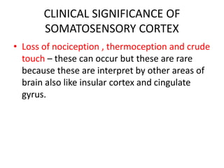 CLINICAL SIGNIFICANCE OF
SOMATOSENSORY CORTEX
• Loss of nociception , thermoception and crude
touch – these can occur but these are rare
because these are interpret by other areas of
brain also like insular cortex and cingulate
gyrus.
 
