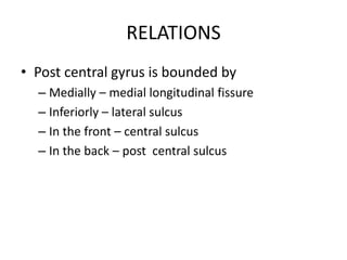 RELATIONS
• Post central gyrus is bounded by
– Medially – medial longitudinal fissure
– Inferiorly – lateral sulcus
– In the front – central sulcus
– In the back – post central sulcus
 