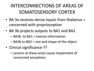 INTERCONNECTIONS OF AREAS OF
SOMATOSENSORY CORTEX
• BA 3a receives dense inputs from thalamus =
concerned with proprioception
• BA 3b projects outputs to BA1 and BA2
– BA3b to BA1 = texture information.
– BA3b to BA2 = size and shape of the object.
• Clinical significance-??
– Lesions at these areas cause impairment of
concerned sensations.
 