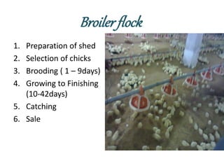 Broiler flock
1. Preparation of shed
2. Selection of chicks
3. Brooding ( 1 – 9days)
4. Growing to Finishing
(10-42days)
5. Catching
6. Sale
 
