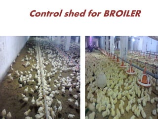 Control shed for BROILER
 