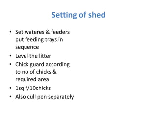 Setting of shed
• Set wateres & feeders
put feeding trays in
sequence
• Level the litter
• Chick guard according
to no of chicks &
required area
• 1sq f/10chicks
• Also cull pen separately
 