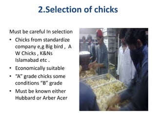 2.Selection of chicks
Must be careful In selection
• Chicks from standardize
company e,g Big bird , A
W Chicks , K&Ns
Islamabad etc .
• Economically suitable
• “A” grade chicks some
conditions “B” grade
• Must be known either
Hubbard or Arber Acer
 