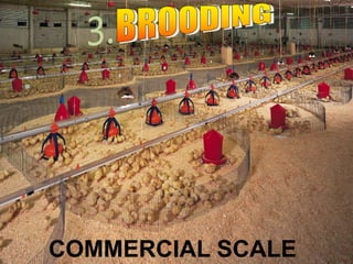 COMMERCIAL SCALE
 