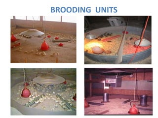 BROODING UNITS
 