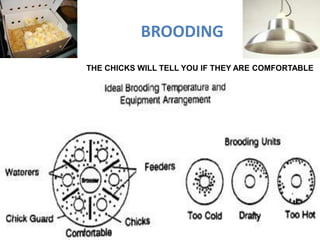 BROODING
THE CHICKS WILL TELL YOU IF THEY ARE COMFORTABLE
 