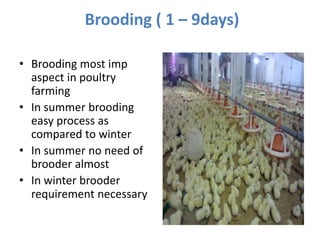Brooding ( 1 – 9days)
• Brooding most imp
aspect in poultry
farming
• In summer brooding
easy process as
compared to winter
• In summer no need of
brooder almost
• In winter brooder
requirement necessary
 