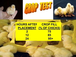 HOURS AFTER
PLACEMENT
2
12
24
CROP FILL
(% OF CHICKS)
75
85
95+
 