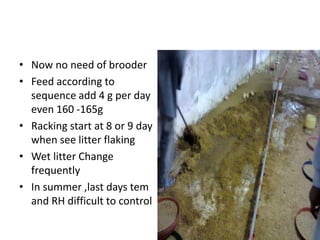 • Now no need of brooder
• Feed according to
sequence add 4 g per day
even 160 -165g
• Racking start at 8 or 9 day
when see litter flaking
• Wet litter Change
frequently
• In summer ,last days tem
and RH difficult to control
 