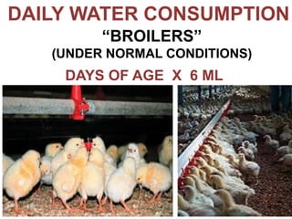 DAILY WATER CONSUMPTION
DAYS OF AGE X 6 ML
“BROILERS”
(UNDER NORMAL CONDITIONS)
 