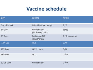 Vaccine schedule
RouteVaccineDay
S / CND + IB (at hatchery)Day old chick
sprayND clone 30
@1.5dose/ chick
6th Day
S / C (on neck)Gallimune ND
0.3ml/Chick
8th Day
D / WIBD18th Day
D / WND clone 3022-28 Days
D/WIBDL12th Day
D/WIB 2nd shot13th Day
 