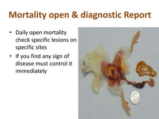 Mortality open & diagnostic Report
• Daily open mortality
check specific lesions on
specific sites
• If you find any sign of
disease must control it
immediately
 