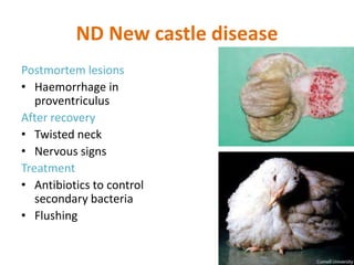 ND New castle disease
Postmortem lesions
• Haemorrhage in
proventriculus
After recovery
• Twisted neck
• Nervous signs
Treatment
• Antibiotics to control
secondary bacteria
• Flushing
 