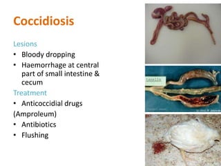 Coccidiosis
Lesions
• Bloody dropping
• Haemorrhage at central
part of small intestine &
cecum
Treatment
• Anticoccidial drugs
(Amproleum)
• Antibiotics
• Flushing
 