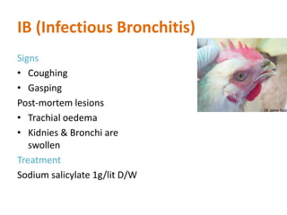 IB (Infectious Bronchitis)
Signs
• Coughing
• Gasping
Post-mortem lesions
• Trachial oedema
• Kidnies & Bronchi are
swollen
Treatment
Sodium salicylate 1g/lit D/W
 