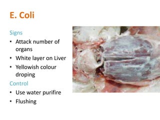 E. Coli
Signs
• Attack number of
organs
• White layer on Liver
• Yellowish colour
droping
Control
• Use water purifire
• Flushing
 