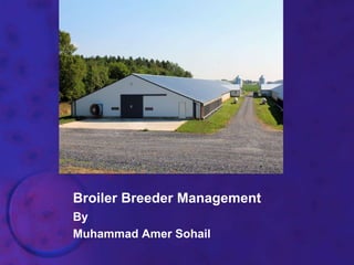 Broiler Breeder Management
By
Muhammad Amer Sohail
 