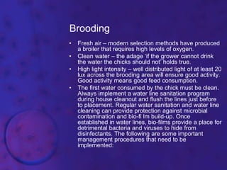 Brooding
• Fresh air – modern selection methods have produced
a broiler that requires high levels of oxygen.
• Clean water – the adage ‘if the grower cannot drink
the water the chicks should not’ holds true.
• High light intensity – well distributed light of at least 20
lux across the brooding area will ensure good activity.
Good activity means good feed consumption.
• The first water consumed by the chick must be clean.
Always implement a water line sanitation program
during house cleanout and flush the lines just before
to placement. Regular water sanitation and water line
cleaning can provide protection against microbial
contamination and bio-fi lm build-up. Once
established in water lines, bio-films provide a place for
detrimental bacteria and viruses to hide from
disinfectants. The following are some important
management procedures that need to be
implemented:
 