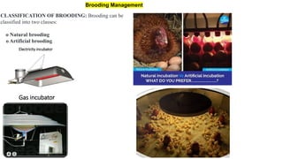 Broiler breeder brooding management.pptx
