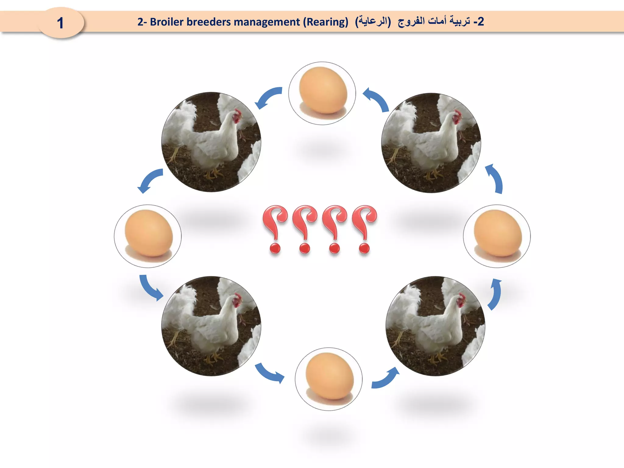 2- Broiler breeders management (rearing) (تربية أمات الفروج (الرعاية | PDF